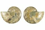 Cut & Polished, Agatized Ammonite Fossil - Madagascar #266537-1